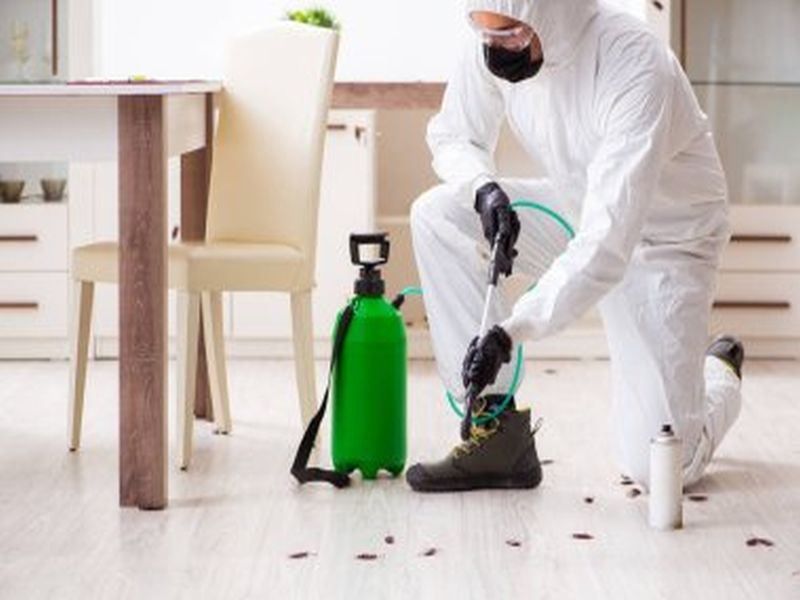 Sydney Pest Control: The Role of Proper Waste Management in Pest Prevention